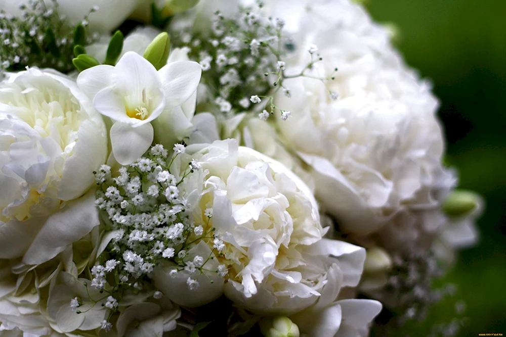 Pion Jardine weiß
