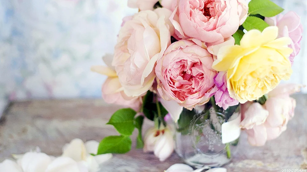 Rosa Pfingstrose mit Pastellfarben