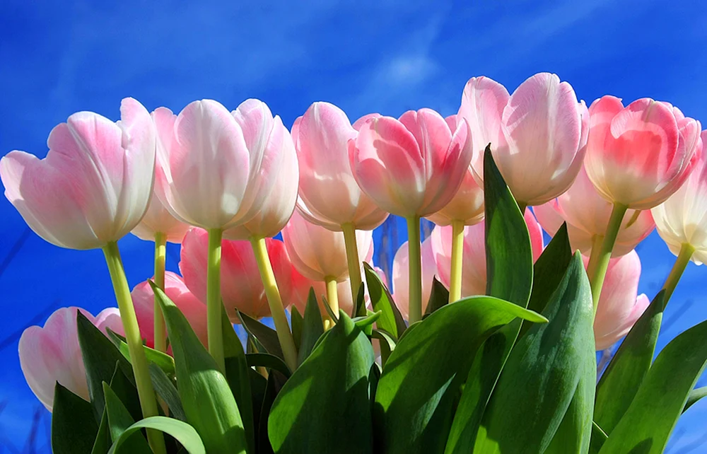 Frühlingsblumen Tulpen