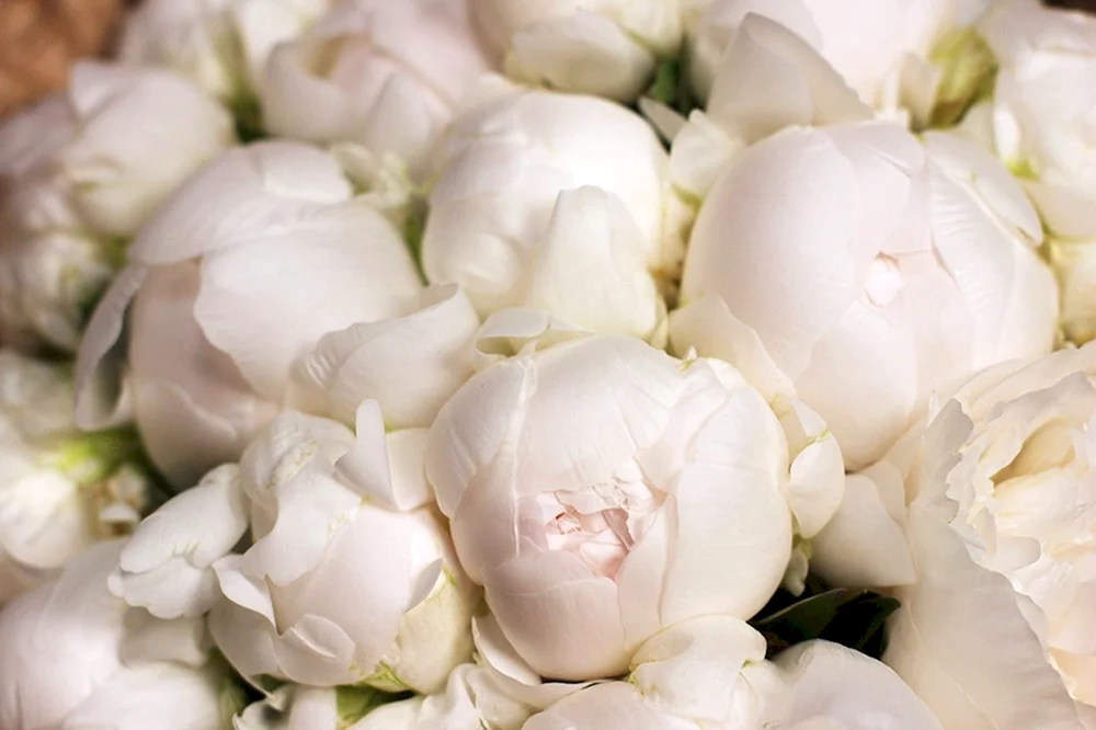Pfingstrosen Duchesse Bouquet