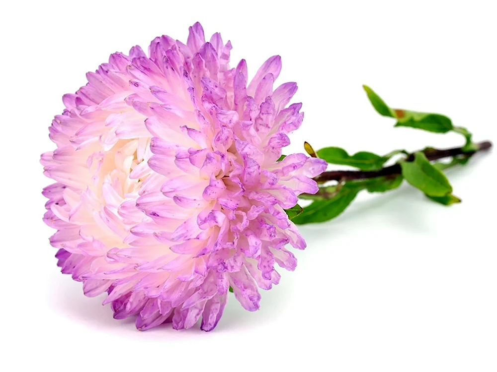 Chrysanthemen und Astern