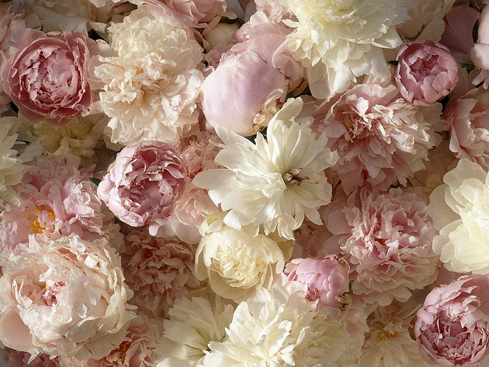Pinterest