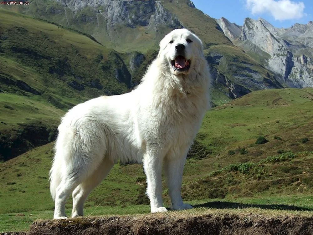 Pyrenäischer Gebirgsschäferhund