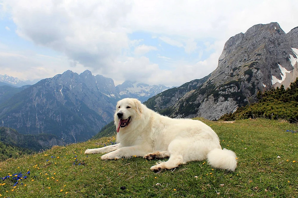 Pyrenäischer Gebirgsschäferhund