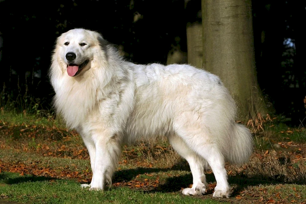 Pyrenäischer Gebirgsschäferhund. Pyrenäen-Bergschäferhund