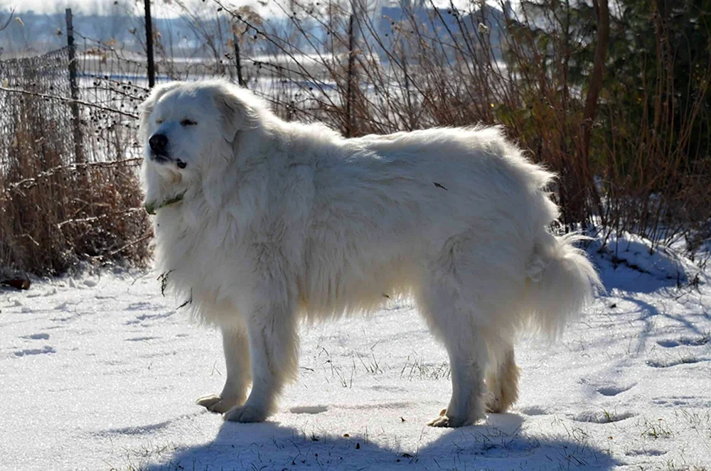 Pyrenäen-Bergschäferhund