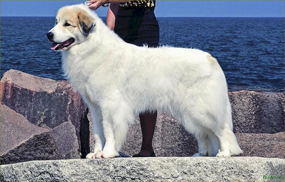 Pyrenäen-Bergschäferhund