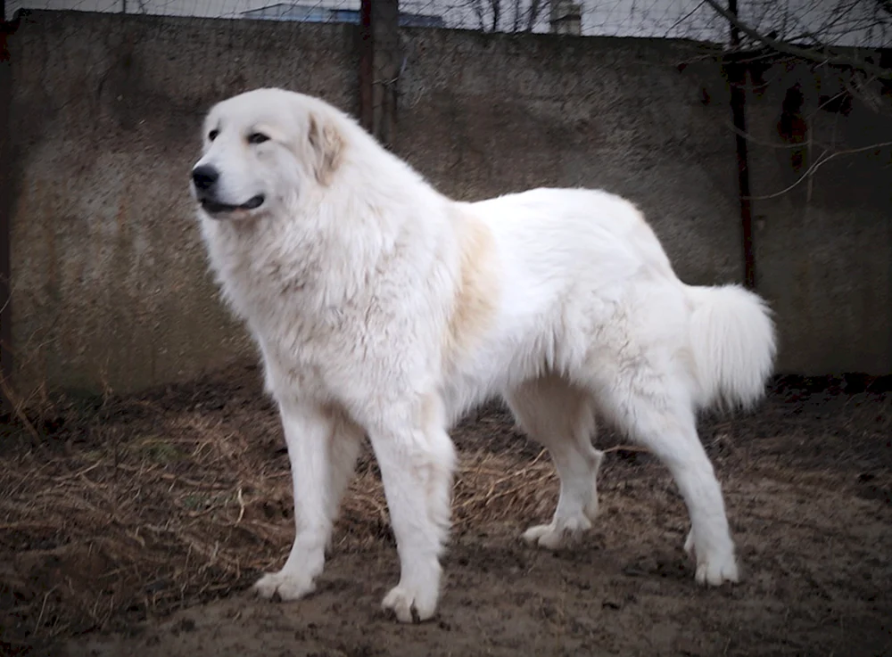 Pyrenäen-Bergschäferhund