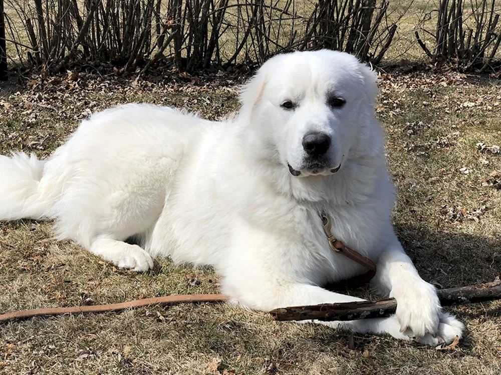 Pyrenäen-Bergschäferhund