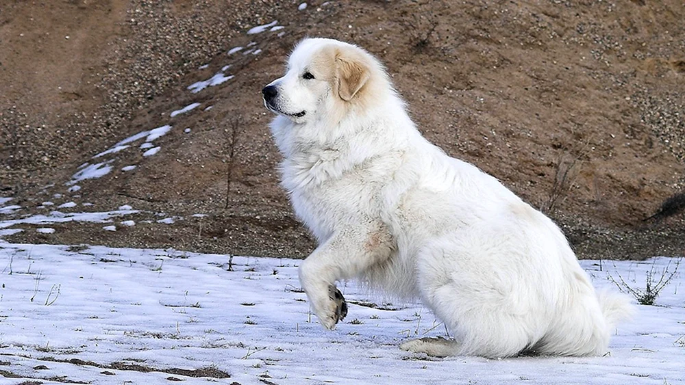 Maremma. Abruzzen-Schäferhund