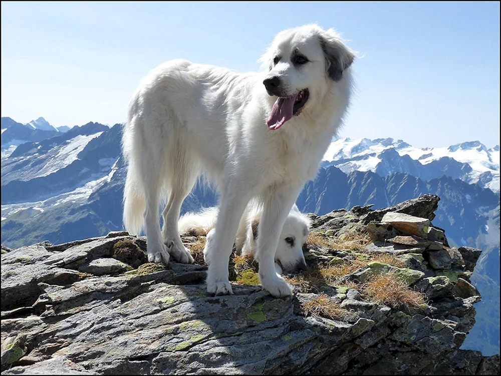 Pyrenäischer Bergschäferhund