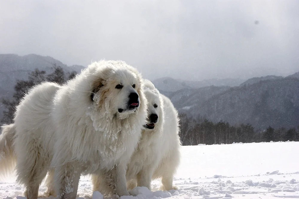 Pyrenäischer Bergschäferhund