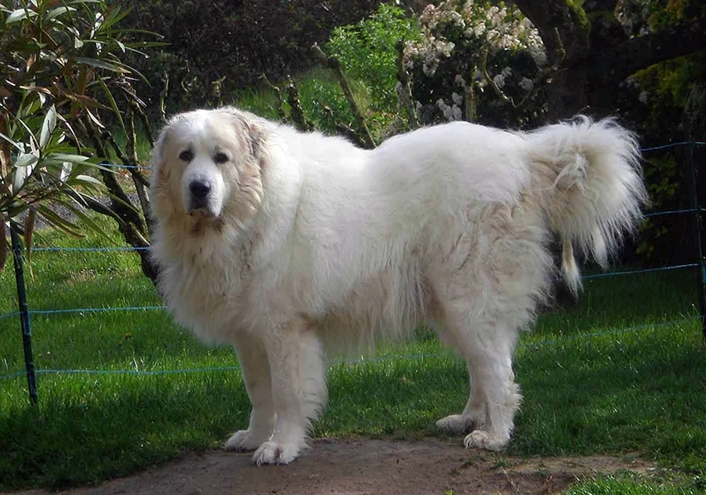 Pyrenäischer Bergschäferhund