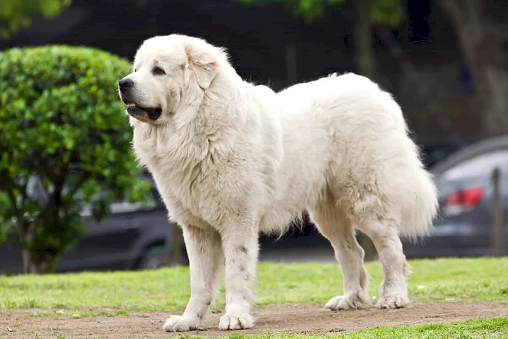 Pyrenäischer Gebirgsschäferhund
