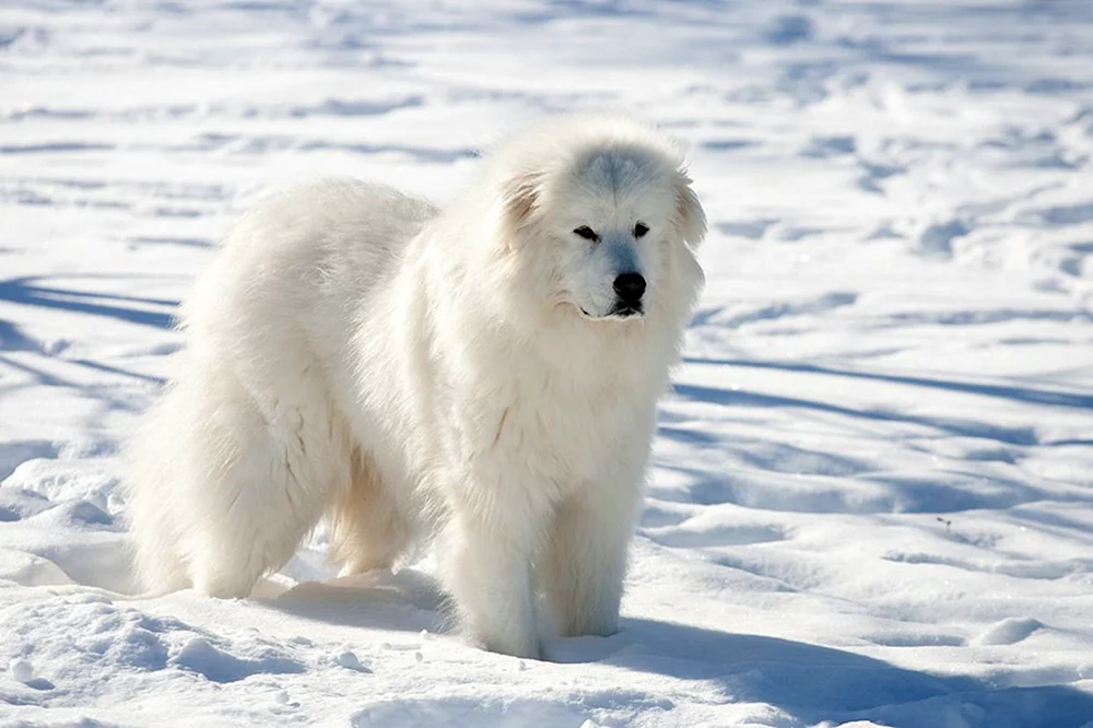 Alaskischer Samojedenhund