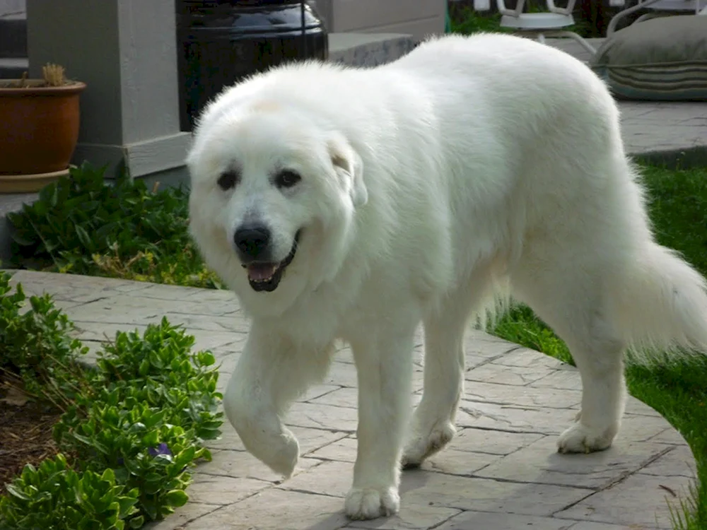 Pyrenäischer Gebirgsschäferhund