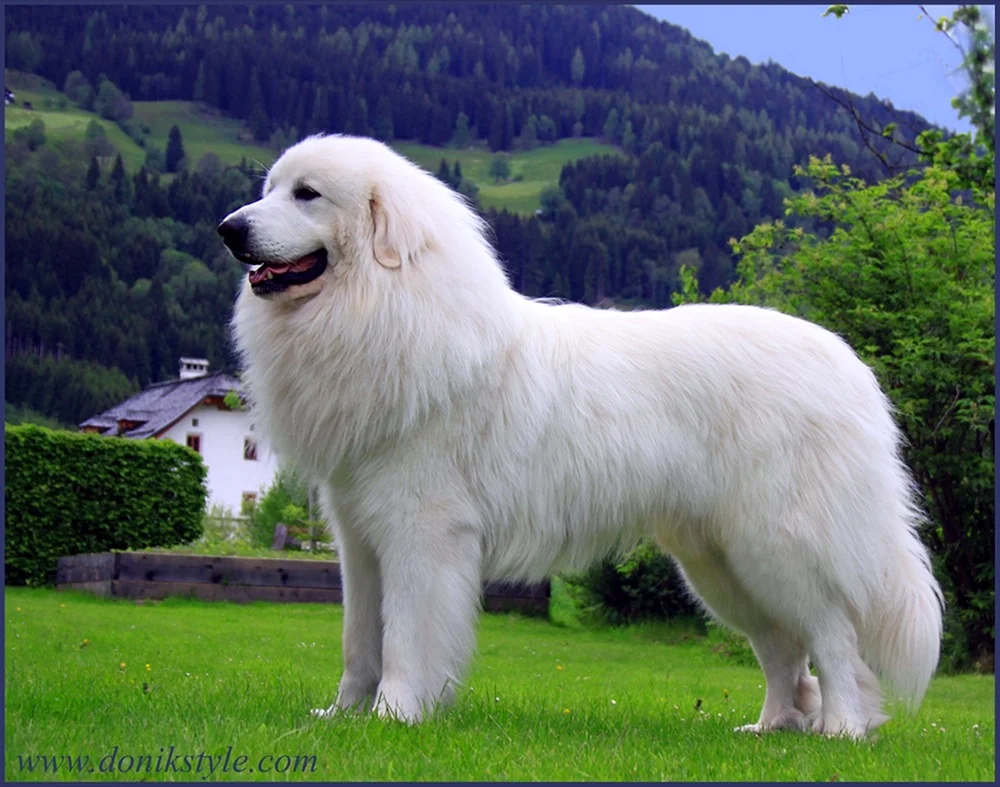 Samojedenhund