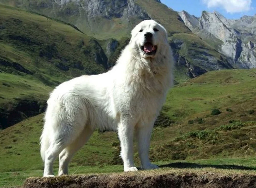 Samojedenhund