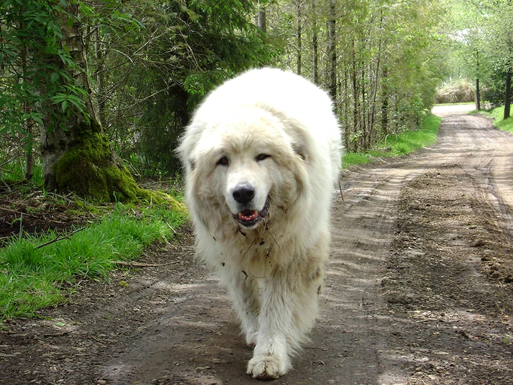 Samojedenhund