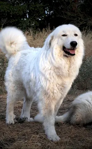 Pyrenäischer Gebirgsschäferhund