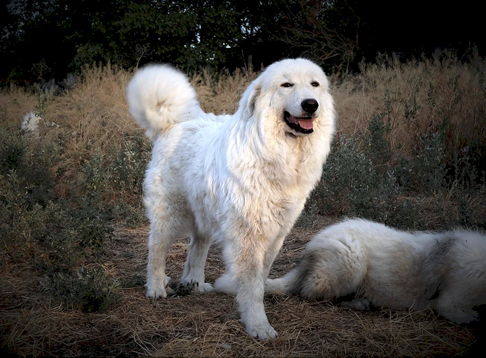 Pyrenäischer Gebirgsschäferhund