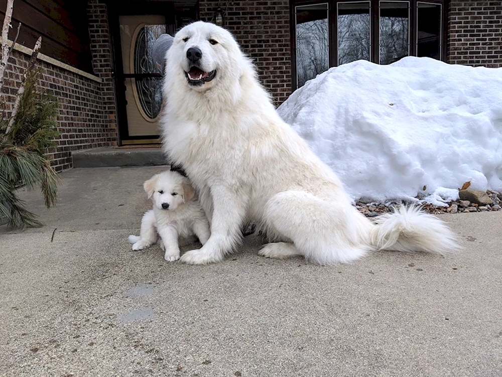 Pyrenäischer Gebirgsschäferhund