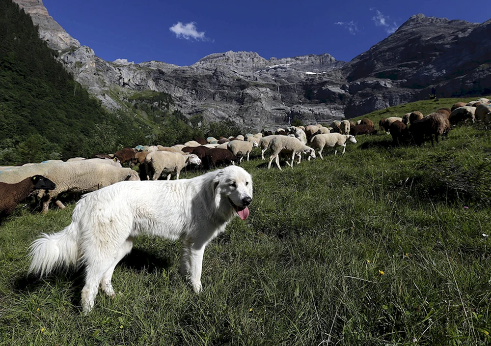 Pyrenäischer Berghund. Schäferhund