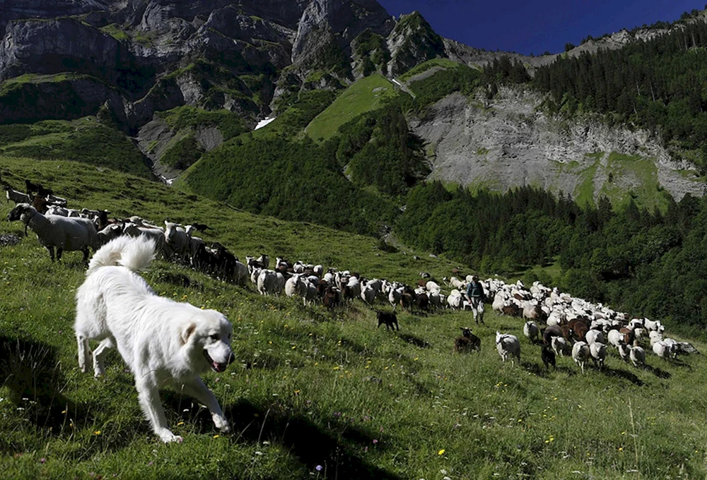 Border Collie SchäferhundSchäferhundPyrenäischer Gebirgsschäferhund