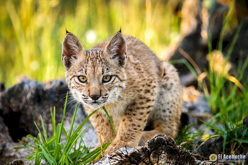 Pyrenäischer Luchs