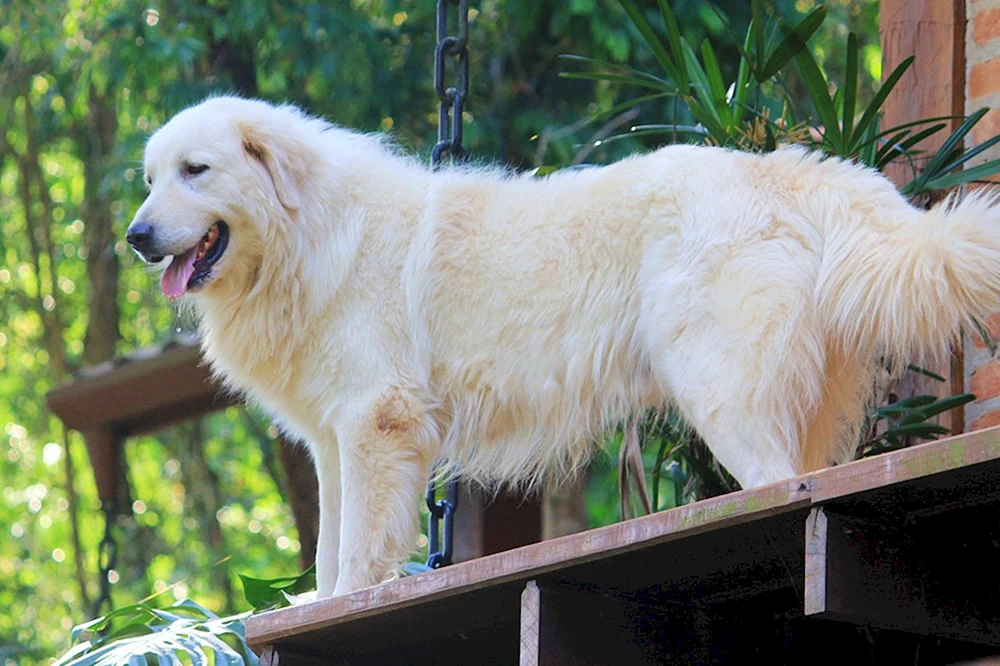 Pyrenäischer Bergschäferhund.