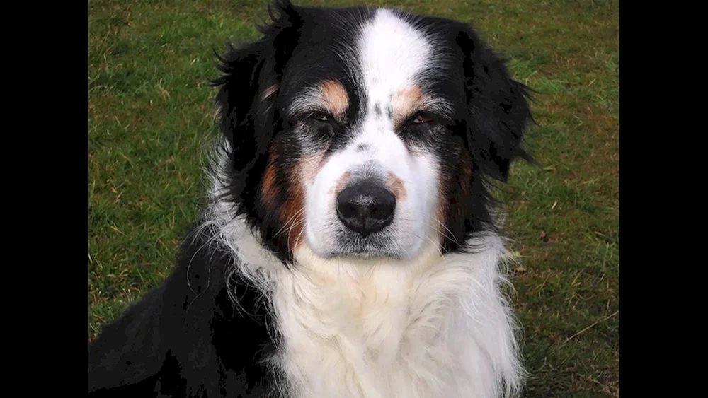 Dober Vladek's Hund