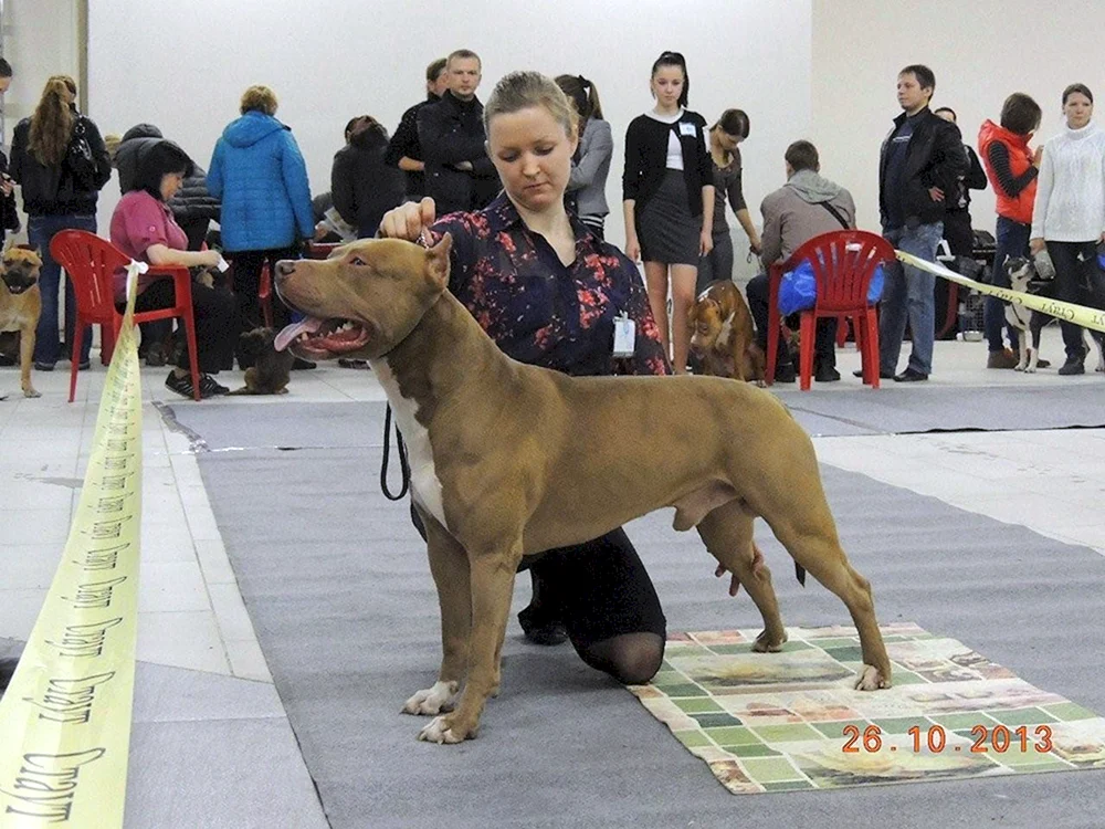 American Staffordshire Terrier