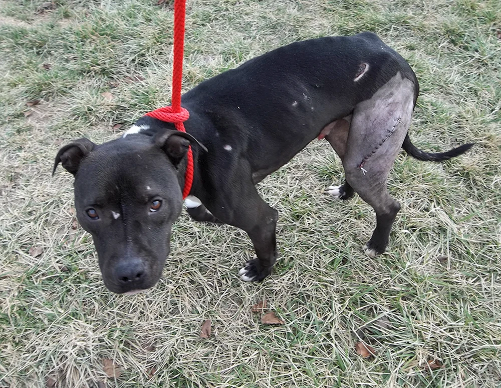 Pitbull 1 Jahr alt