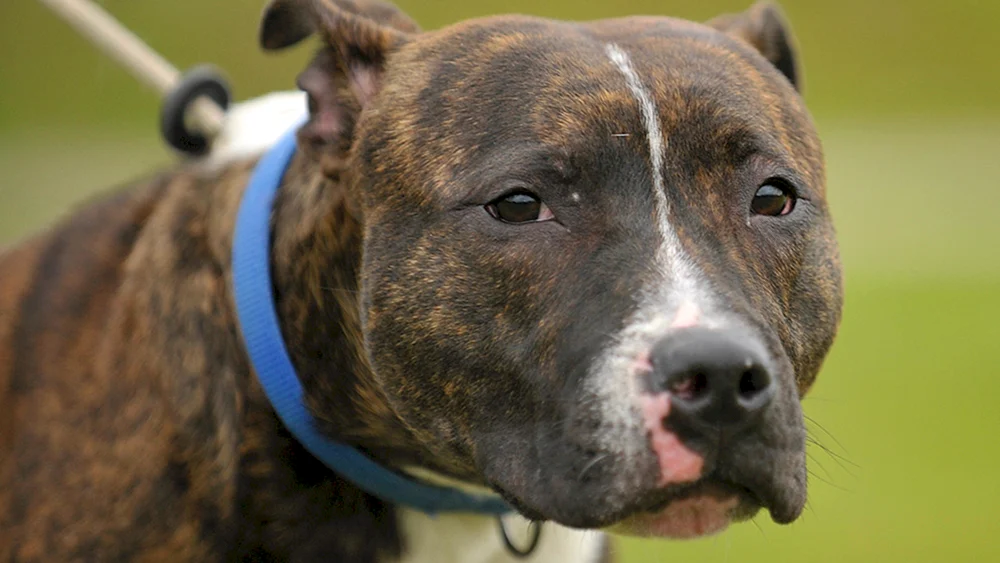 Pitbull