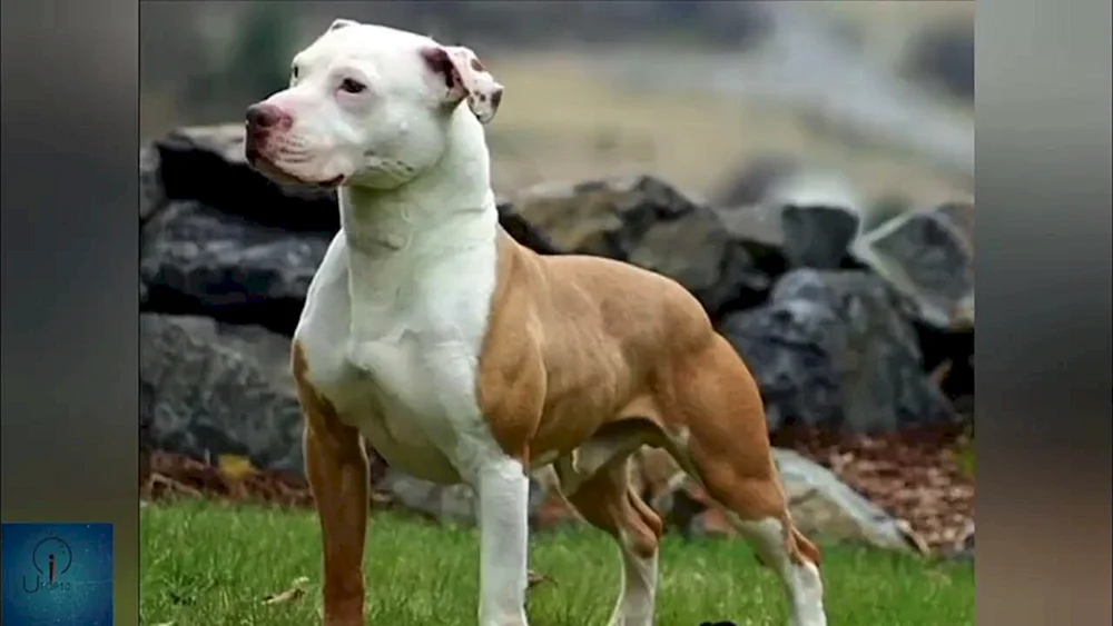 Amerikanischer Pitbull Terrier