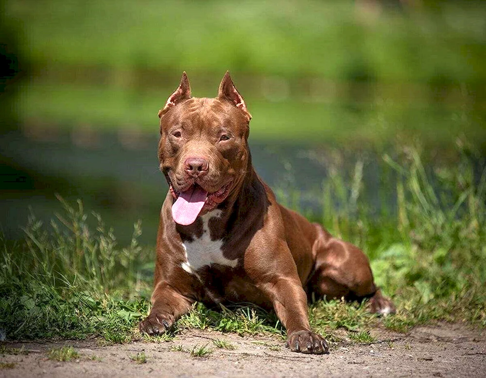 Amerikanischer Pit Bull Terrier