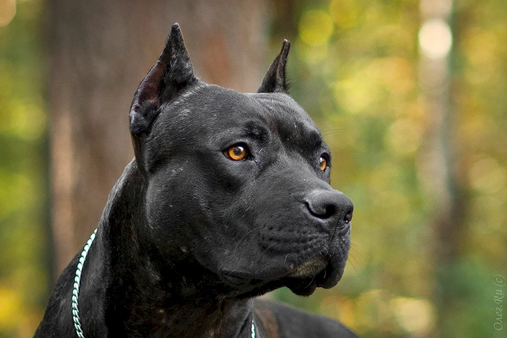 Staffordshire Terrier American Pitbull Terrier schwarz