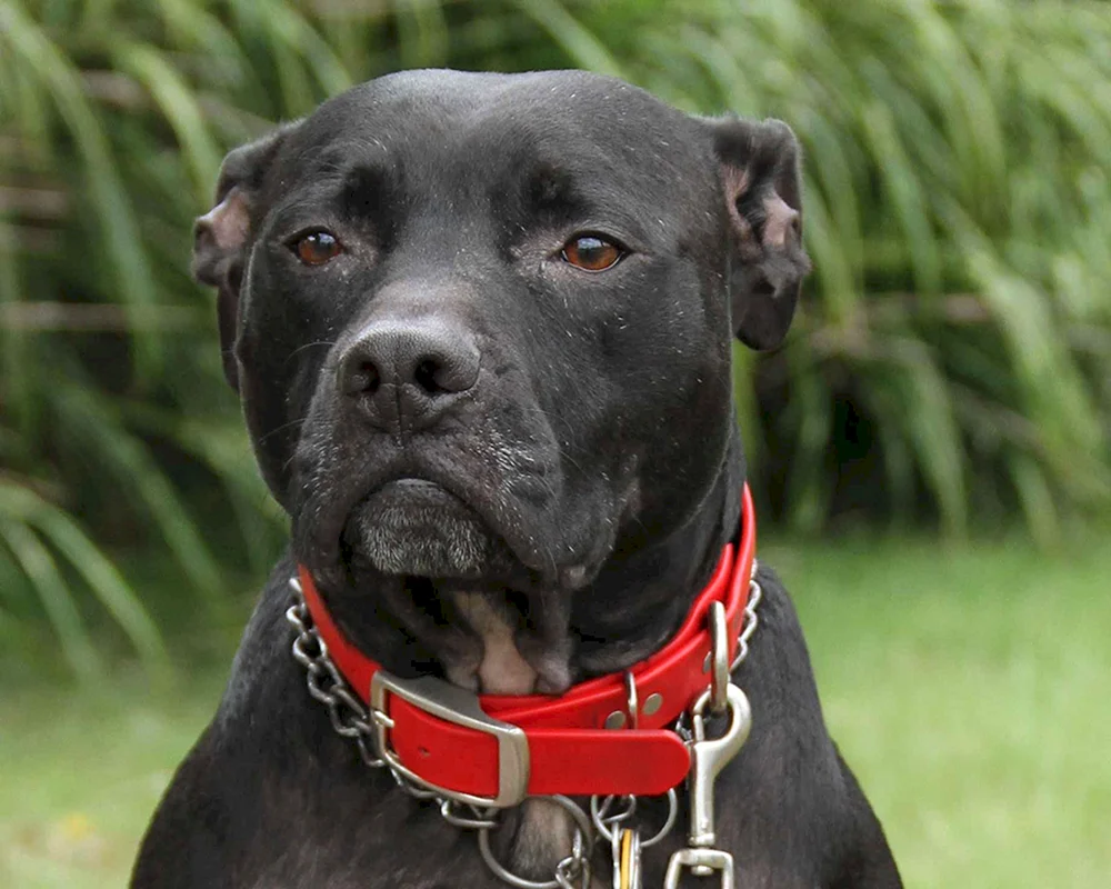 Amerikanischer Pit Bull Terrier