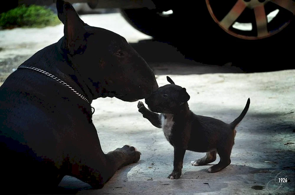 Bullterrier