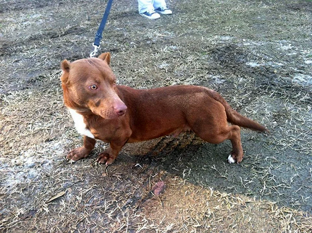 Pitbull und Dackel métis