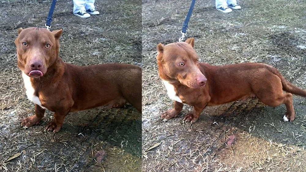 Pitbull und Dackel-Mischling
