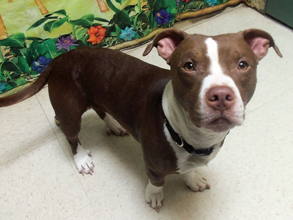 Pitbull und Dackel-Mischling