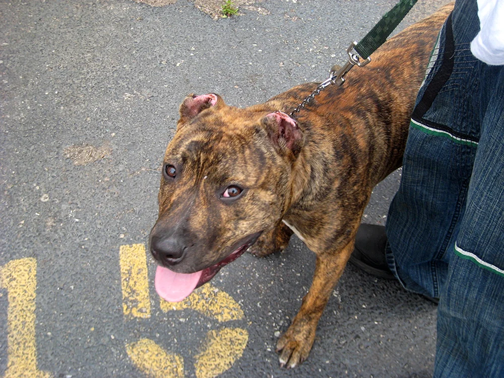 Pitbull mit kupierter Rute