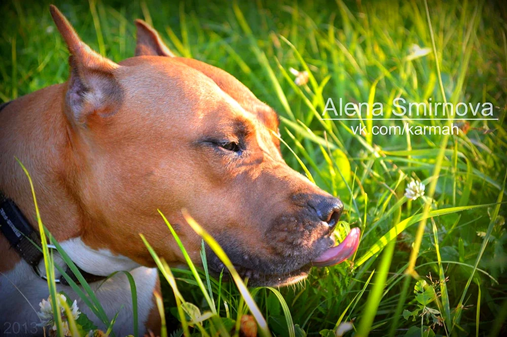 Pitbull schwanzkupiert