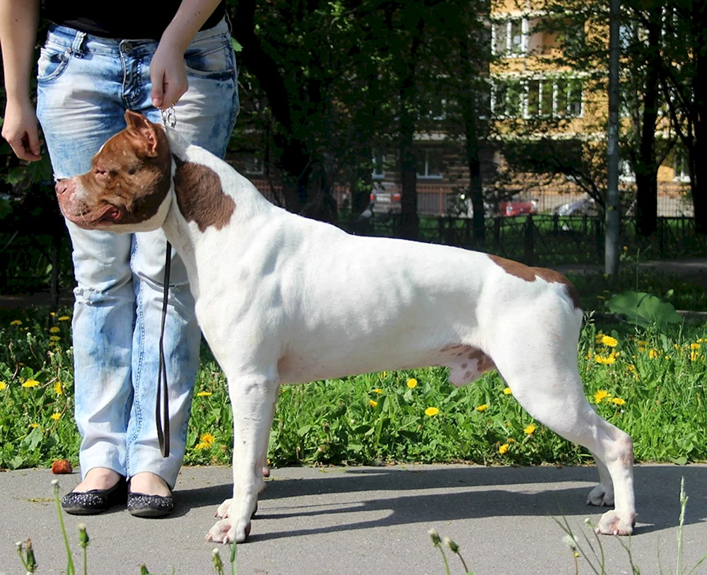 Pitbull Pit Bull Praeter