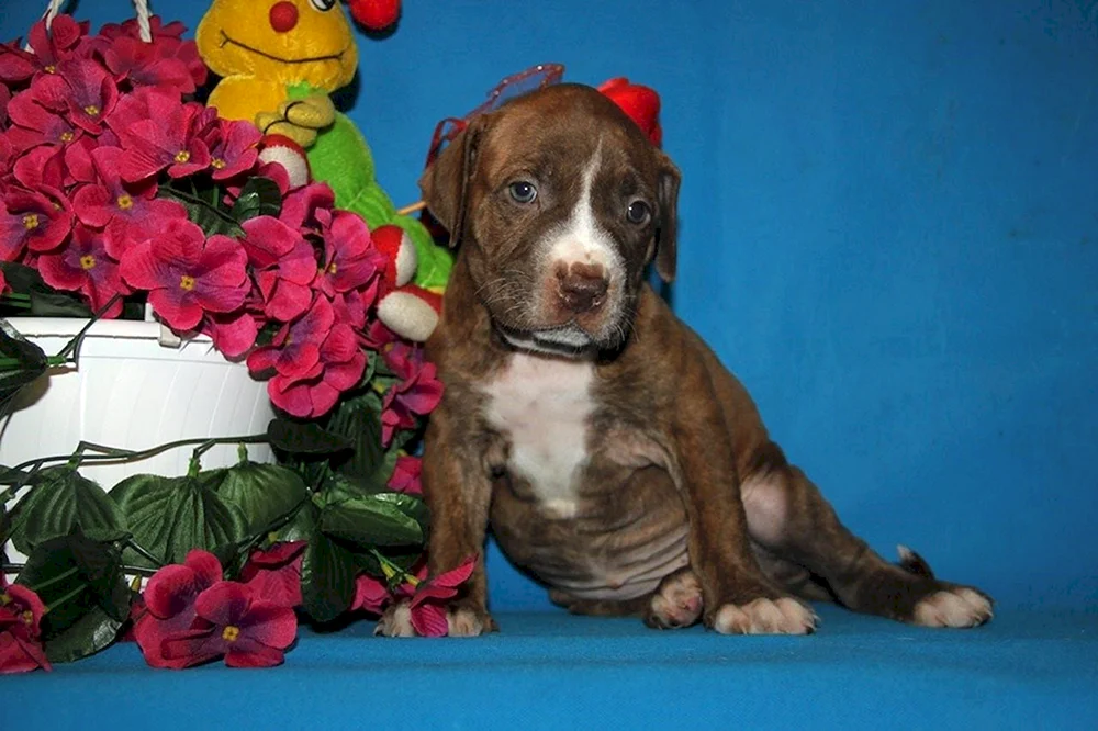 Pit Bull Welpe