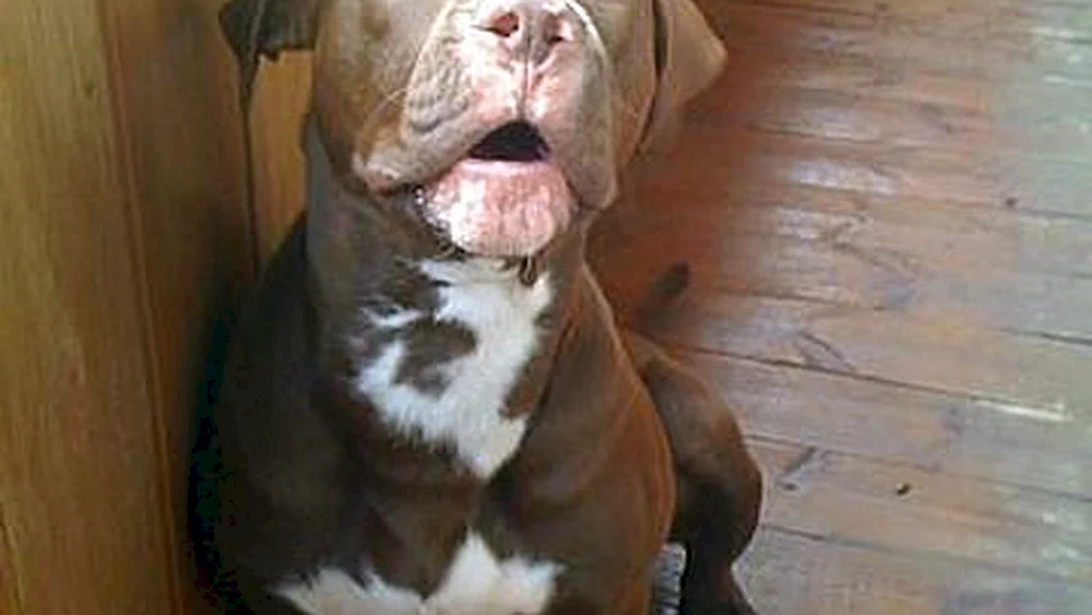 Pitbull mit ungekürzten Ohren