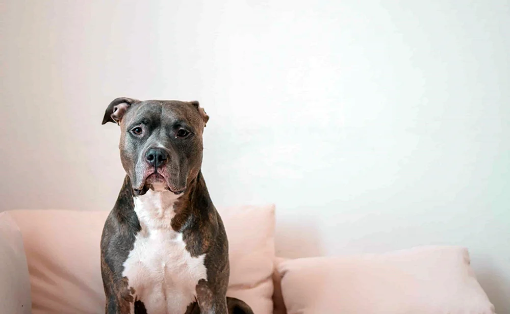 Pitbull mit ungekürzten Ohren
