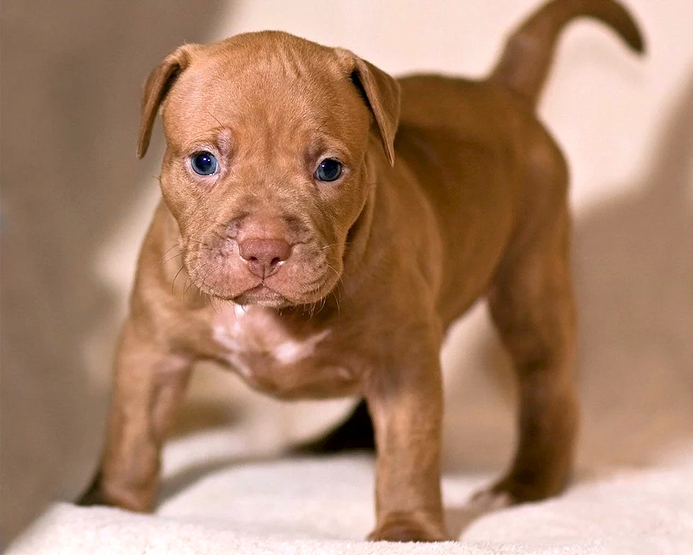 Pitbull Welpe rot