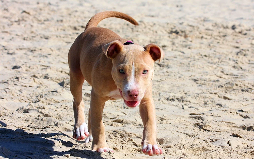 Pitbull Hund